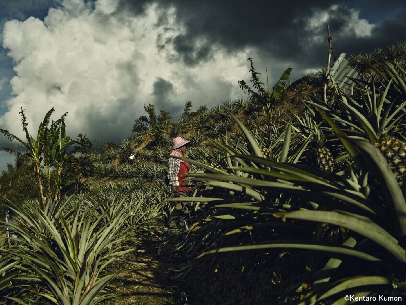 『Dropped Water, Dropped Fruit』より